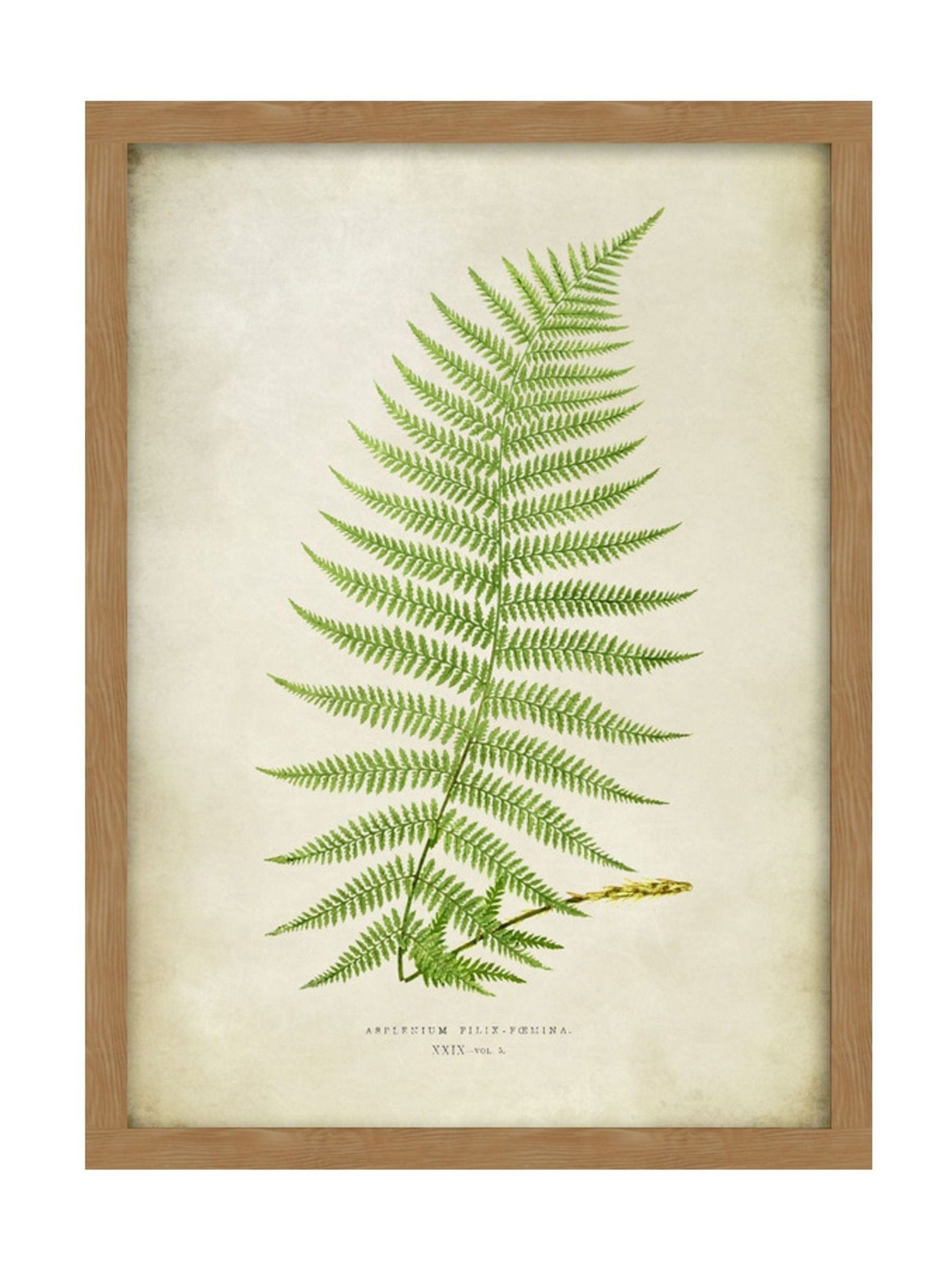 Graham & Brown multicolour Asplenium fern print wall art, imported from the UK