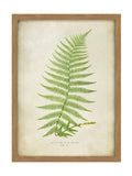Graham & Brown multicolour Asplenium fern print wall art, imported from the UK