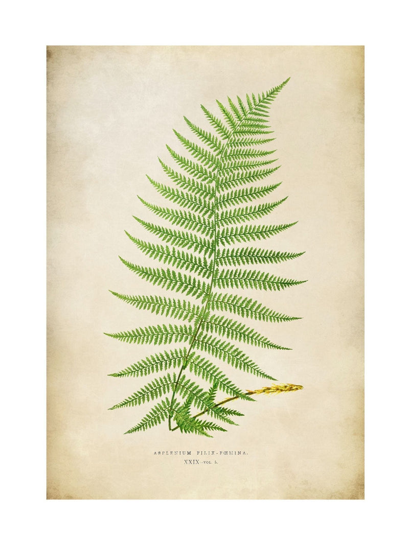 Graham & Brown multicolour Asplenium fern print wall art, imported from the UK