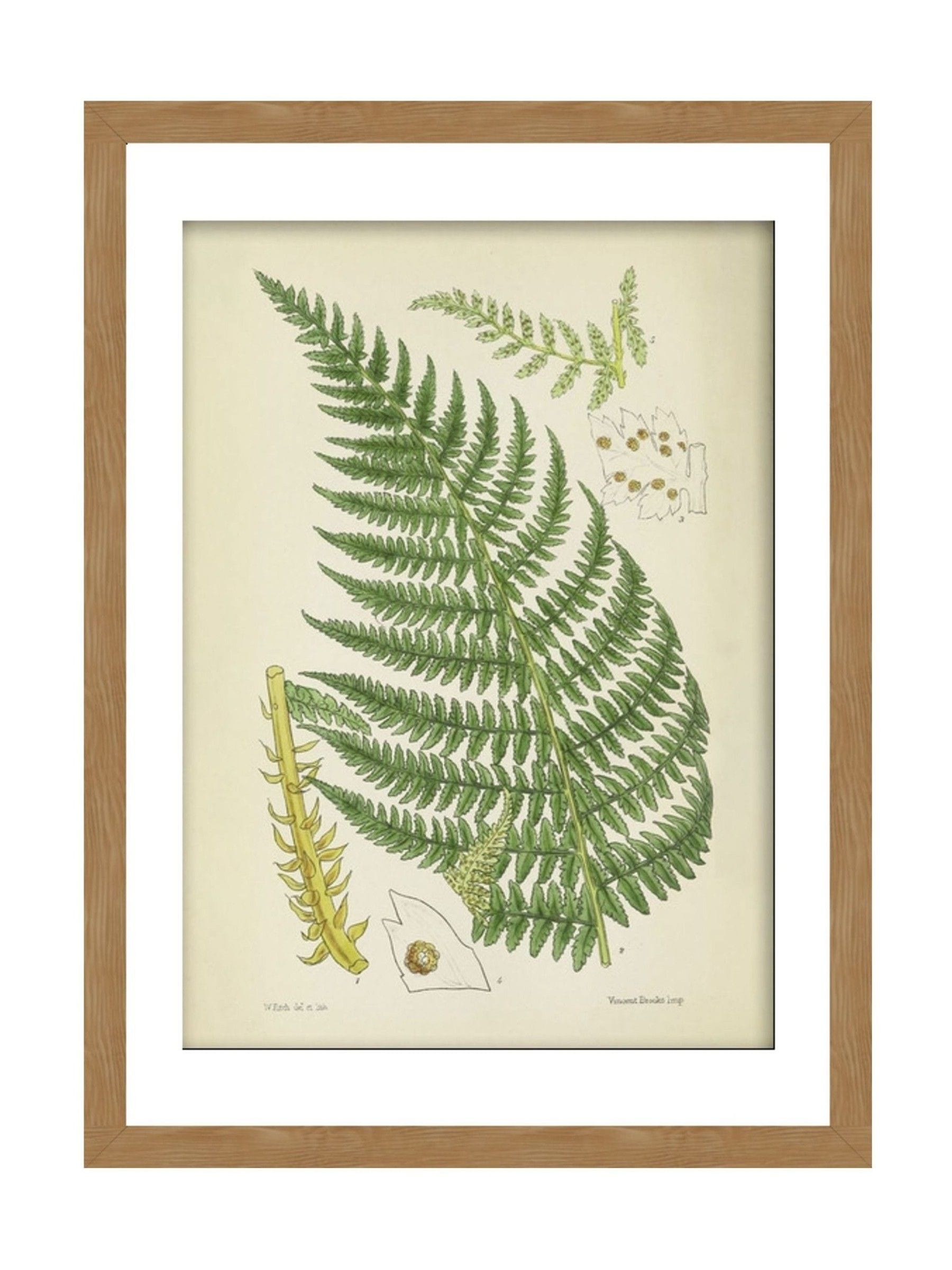 Graham & Brown Green Vinvent Brooks fern print framed artwork - British product