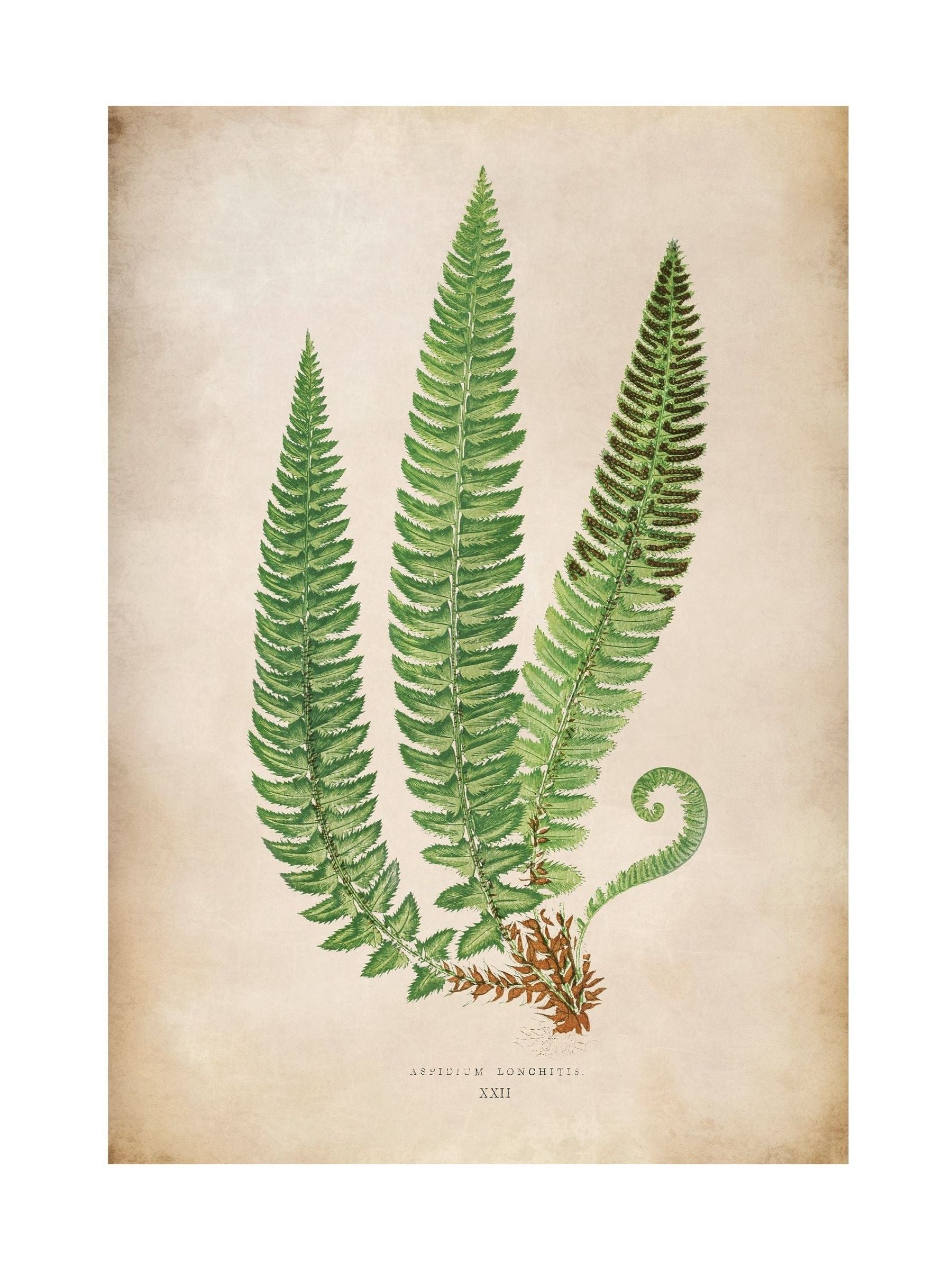 Graham & Brown framed botanical print Green Aspidium Lonchitis, UK version