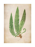 Graham & Brown framed botanical print Green Aspidium Lonchitis, UK version