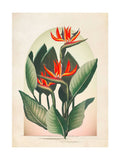 Graham & Brown exotic floral wood frame - British product