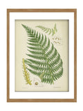 Graham & Brown green fern wood frame wall art - British product