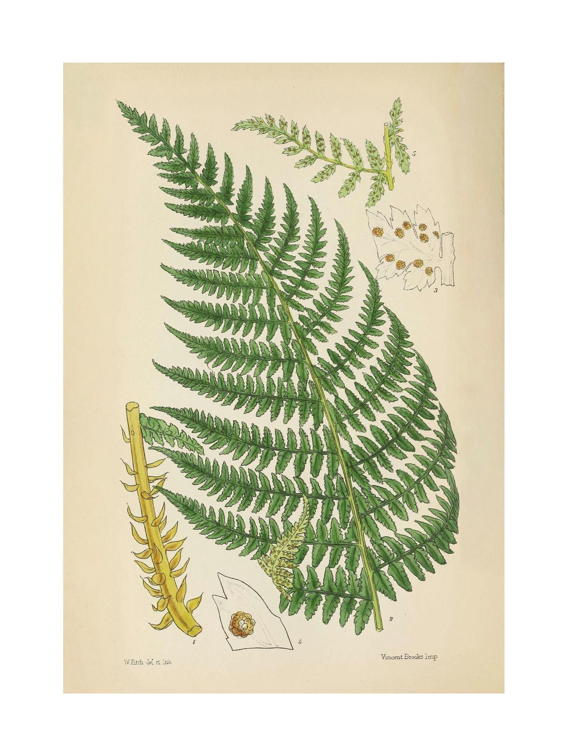 Graham & Brown green fern wood frame wall art - British product