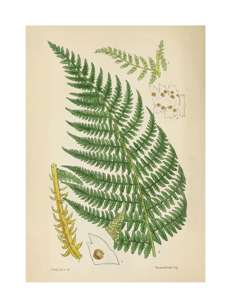 Graham & Brown green fern wood frame wall art - British product