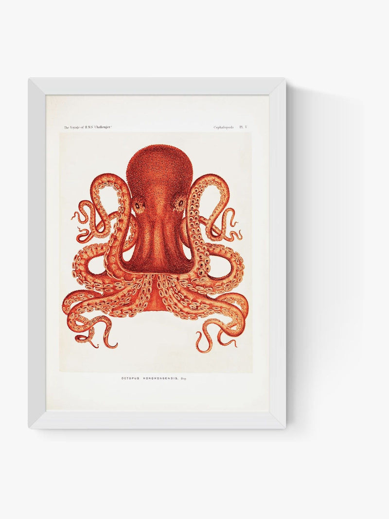 East End Prints white octopus wall art print - British product