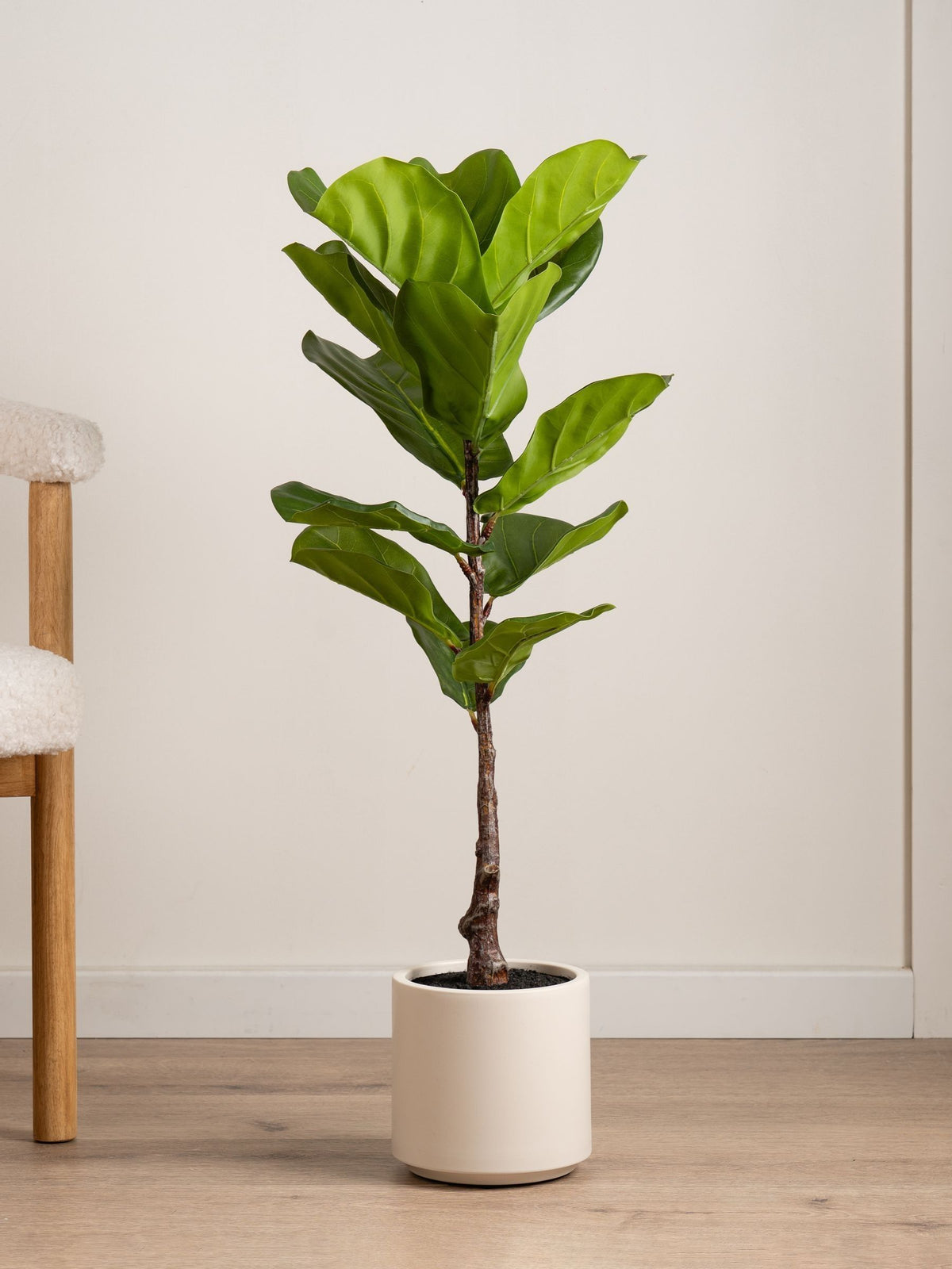 Scottish Everlastings green artificial fig tree chunky pot, imported from the UK