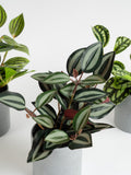 Scottish Everlastings mini trailing plants set of 3, UK version