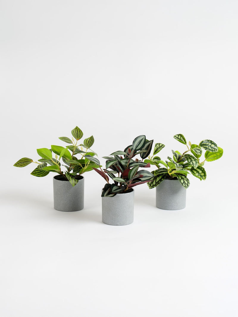Scottish Everlastings mini trailing plants set of 3, UK version