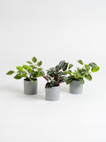 Scottish Everlastings mini trailing plants set of 3, UK version