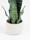 Scottish Everlastings artificial sansevieria green cement pot 48cm, UK version