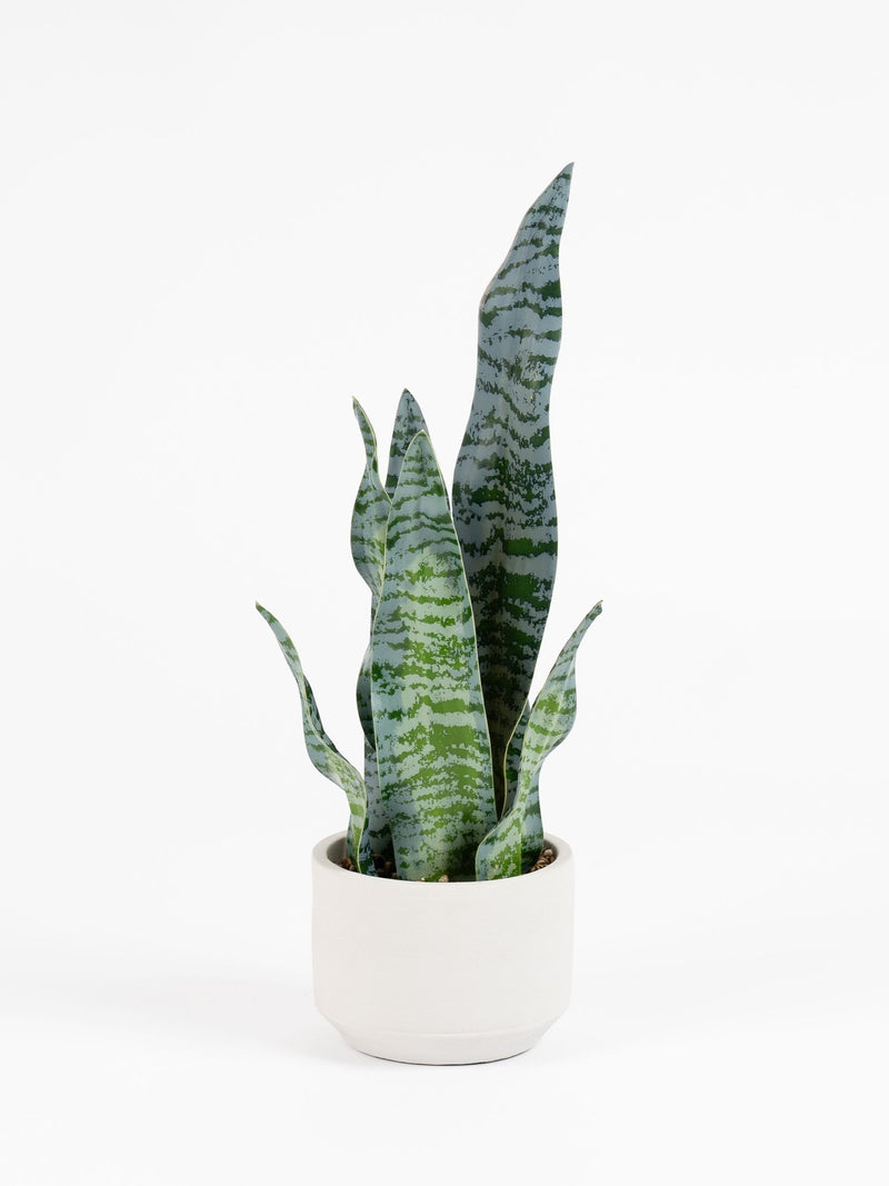 Scottish Everlastings artificial sansevieria green cement pot 48cm, UK version