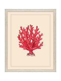 Brookpace Lascelles red coral framed wall art, coastal design (British brand)