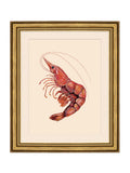 Brookpace Lascelles red shrimp wall art gold frame - British product