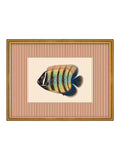 Brookpace Lascelles tropical fish wall art 43x33cm (British brand)