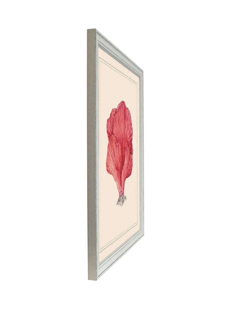Brookpace Lascelles hand-drawn coral wall art in white frame - British product