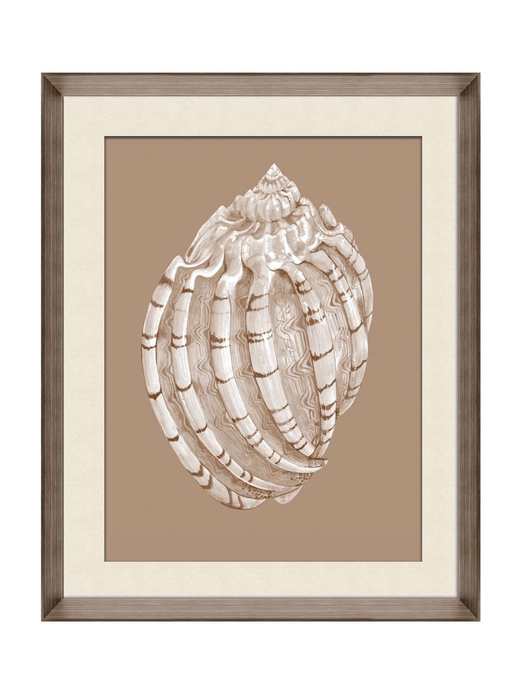 Brookpace Lascelles Shell I wall art print 56x46cm (British brand)