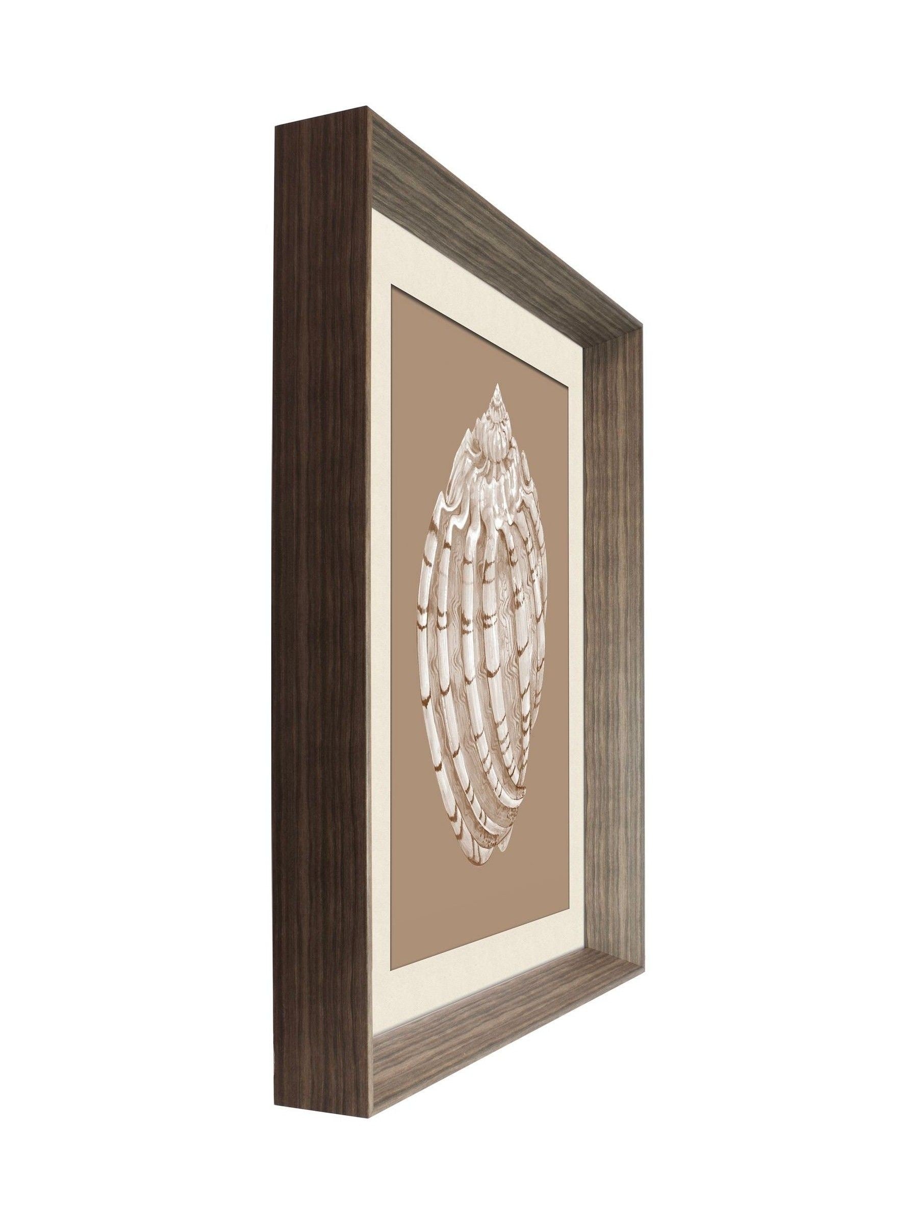 Brookpace Lascelles Shell I wall art print 56x46cm (British brand)