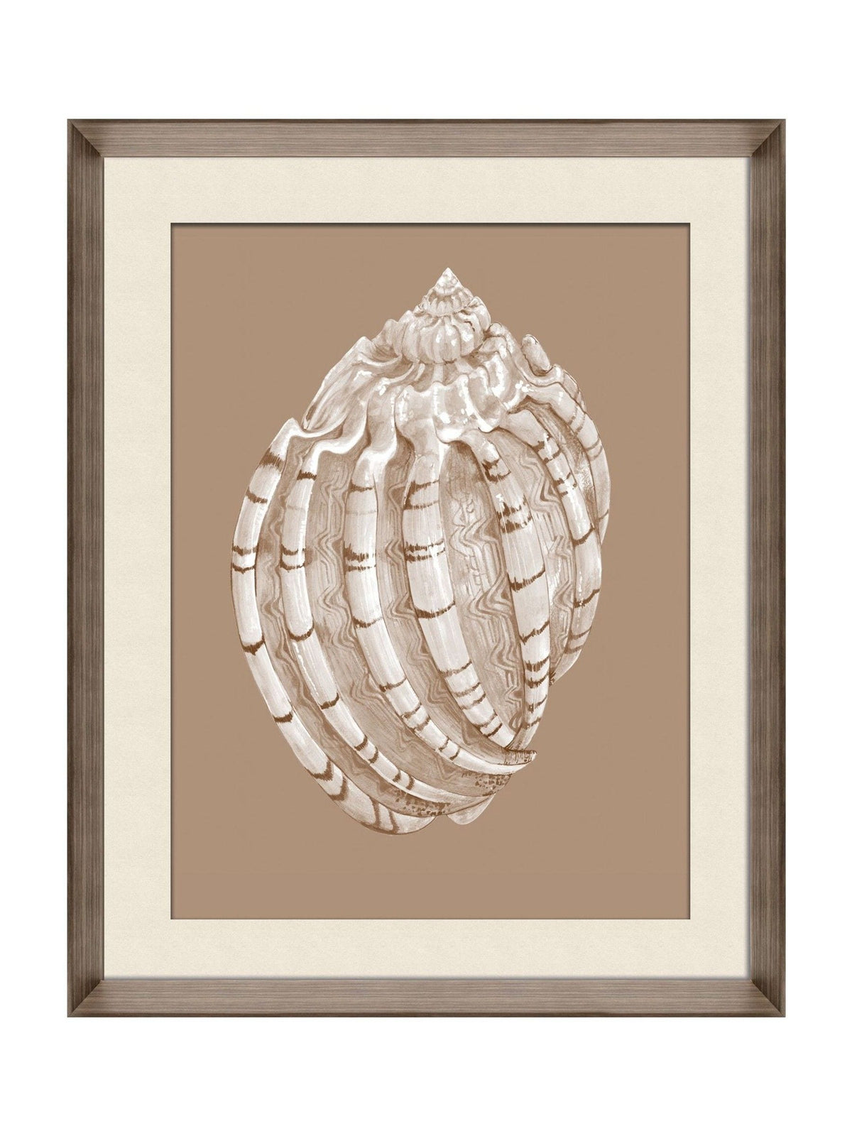 Brookpace Lascelles Shell I wall art print 56x46cm (British brand)