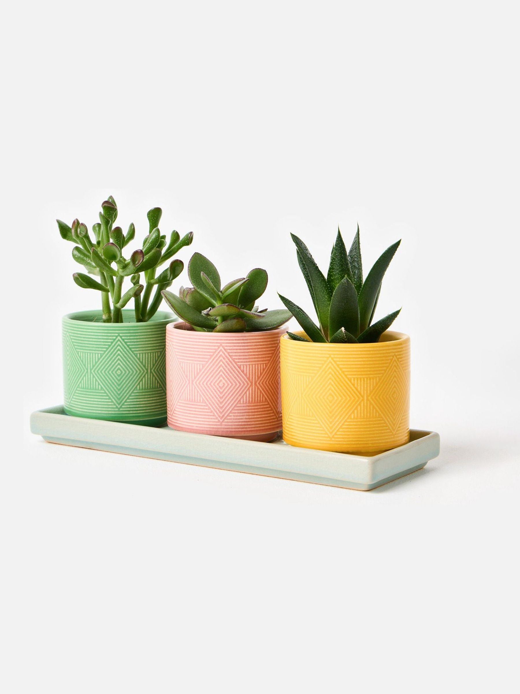 Oliver Bonas set of 3 ceramic plant pots 10cm, UK version