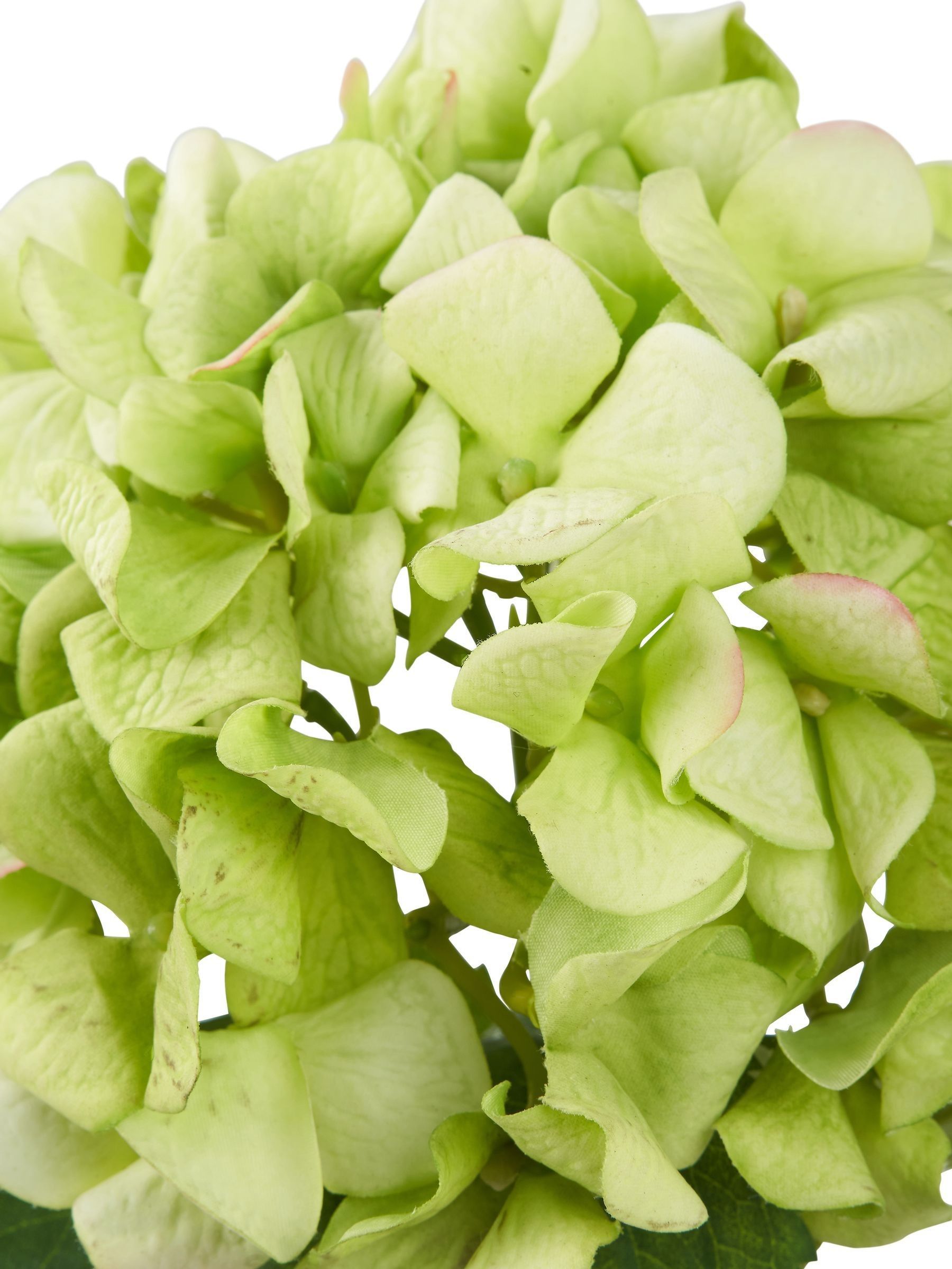 Green hydrangea stems pack of 3 artificial flowers, imported from the UK