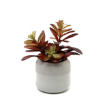 Habitat Red Succulent in Grey Pot GOODS Sainsburys   