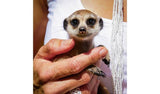 Activity Superstore Meet The Meerkats For 2 Gift Experience