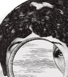 Fornasetti wall plate Tema e Variazioni No. 279 26cm (British brand)