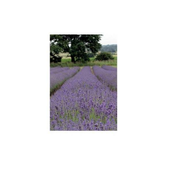 Kevin Milner Lavender Countryside Card GOODS Superdrug   