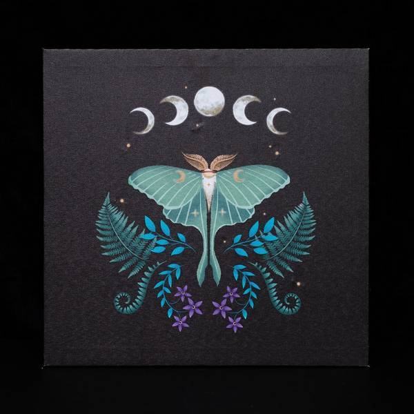 Something Different light up canvas luna moth 30cm (British brand)