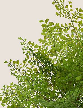 Artificial Fern In Ceramic Pot