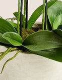 Artificial Large Orchid Plant - White, None