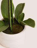 Artificial Medium Orchid Plant