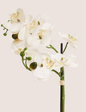 Artificial Medium Orchid Plant - White, None