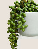 Artificial Mini String of Pearls in Pot