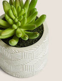 Artificial Mini Succulent in Concrete Pot - Green, None