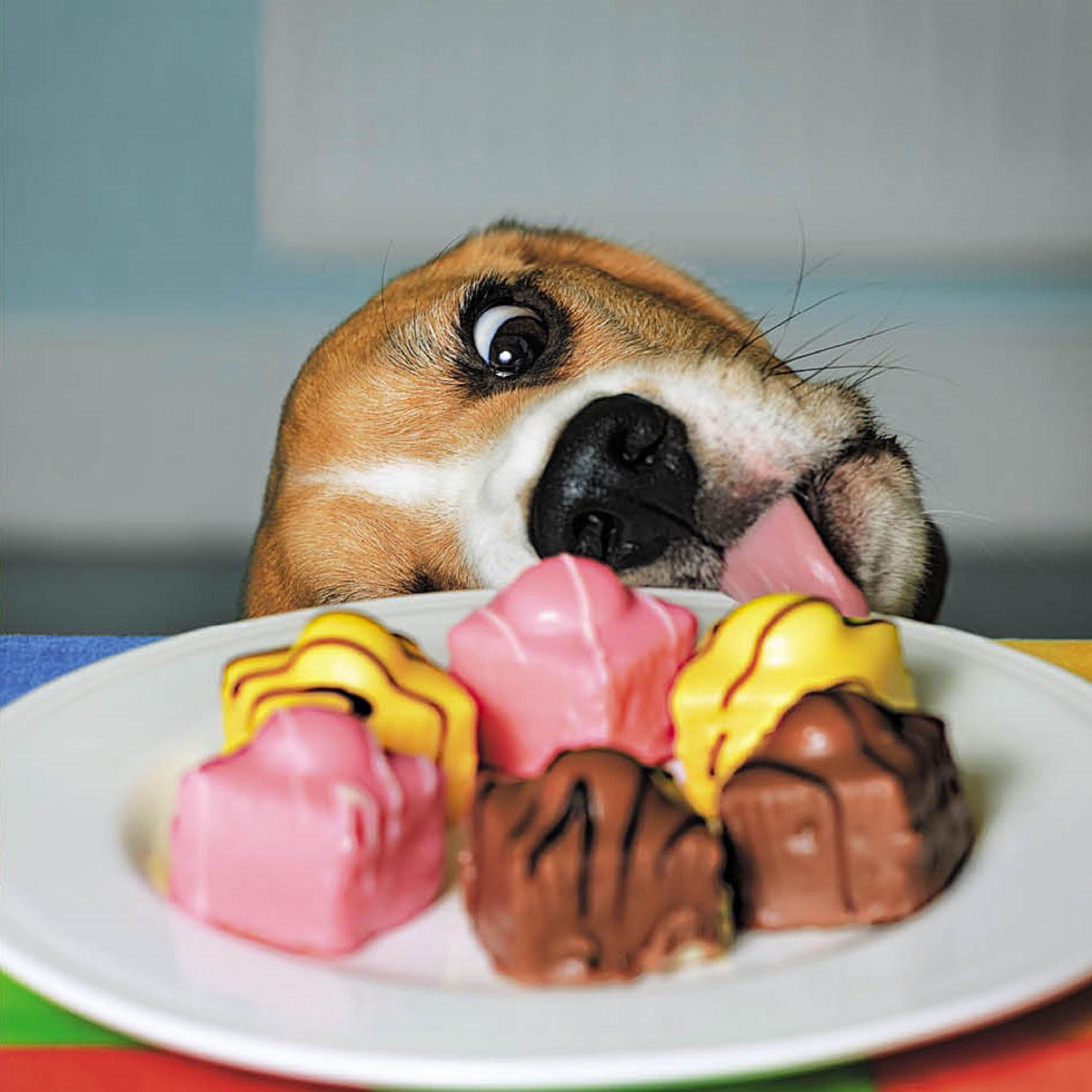 Icon Photographic Dog with a Plate of Cakes Open Greeting Card GOODS Sainsburys   