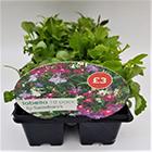 10 Pack Lobelia Mixed GOODS Sainsburys   