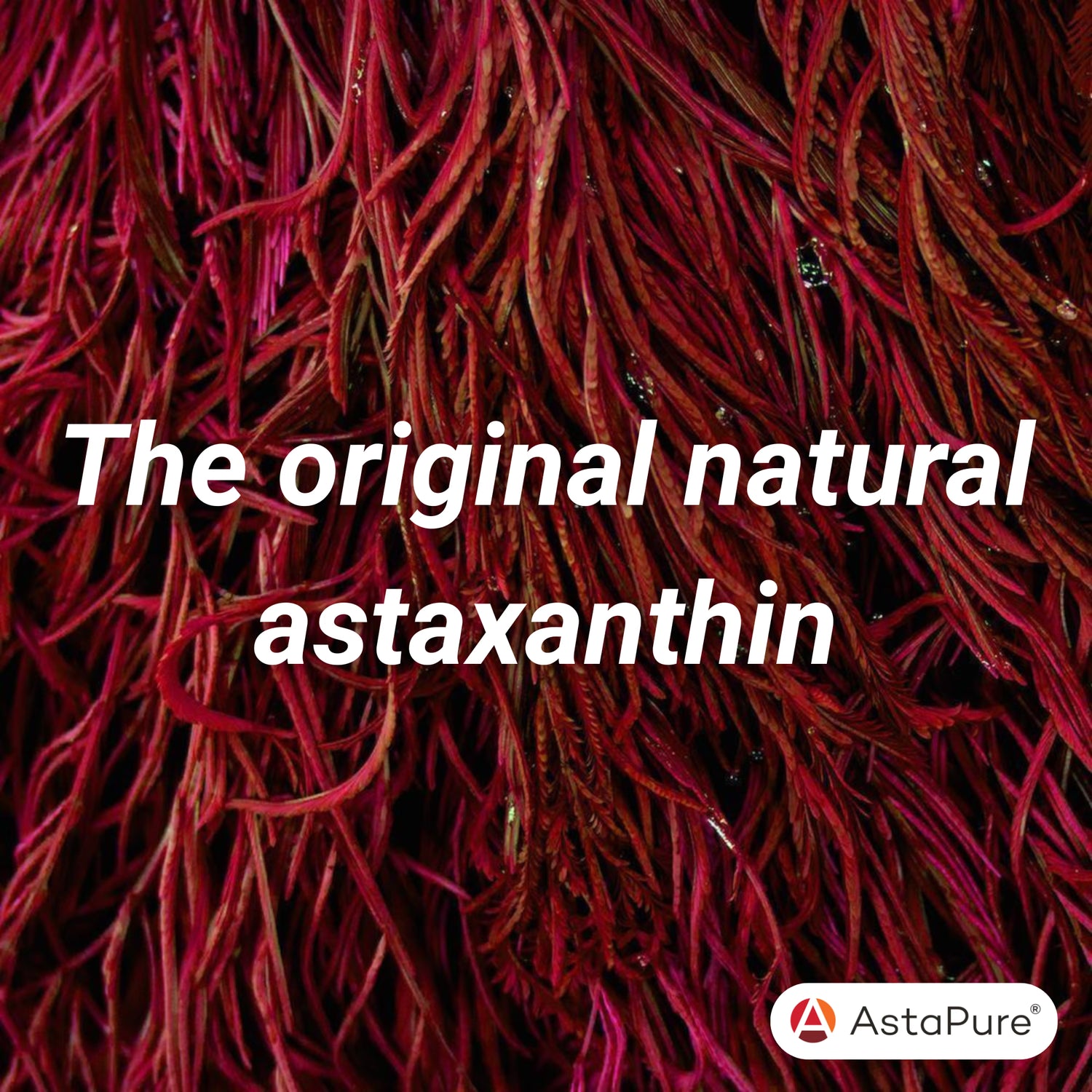 Astaxanthin skin health supplement 28 capsules - British product