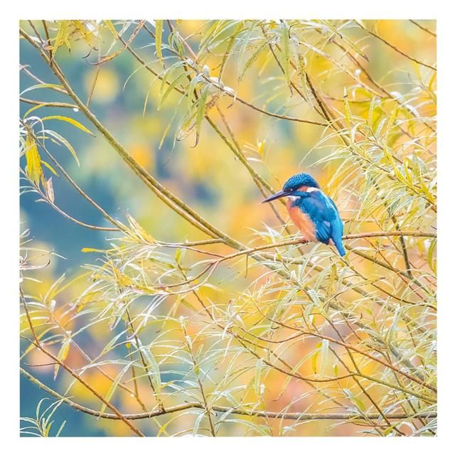 BBC Springwatch Kingfisher Greeting Card