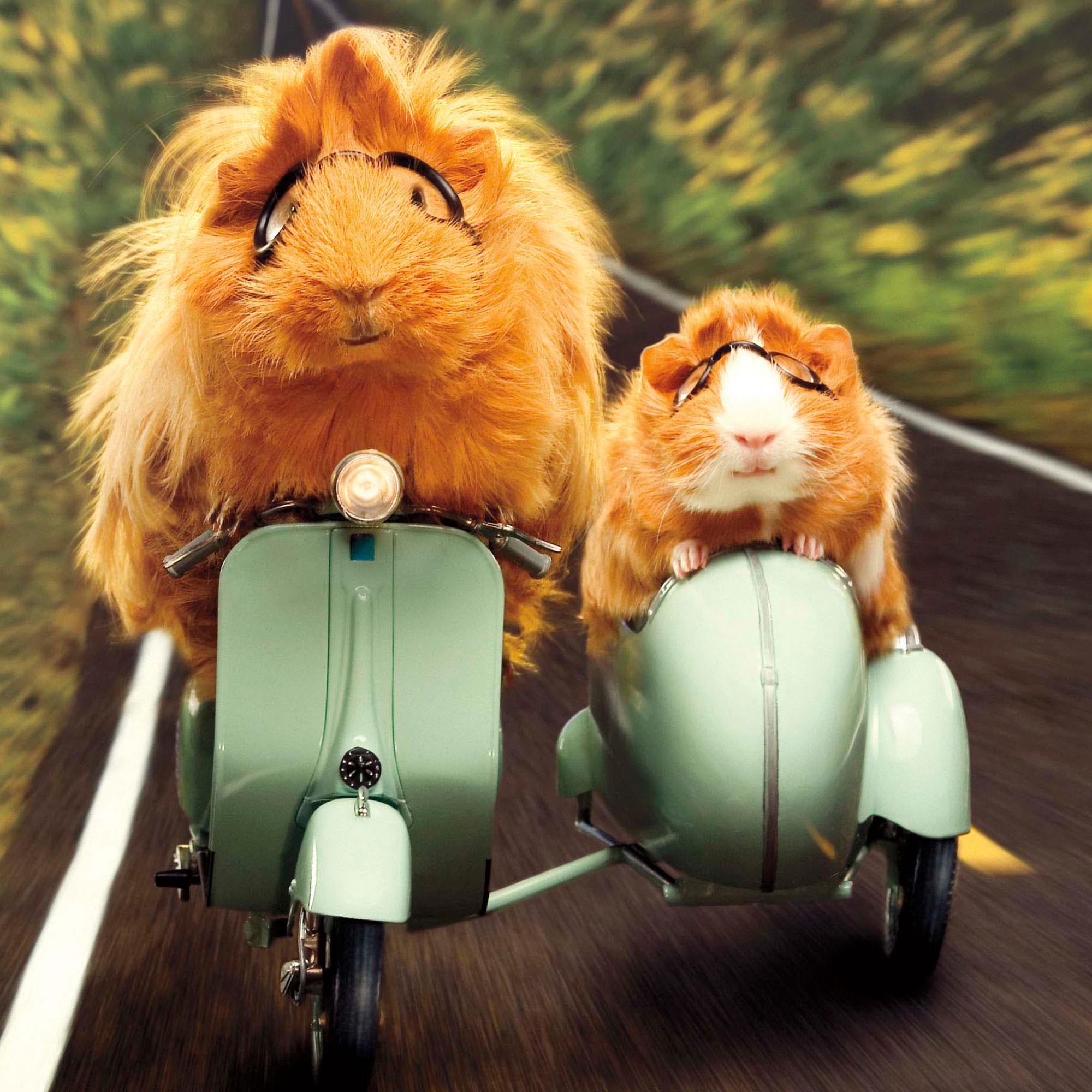 Camden Graphics Blank Open Greeting Card Send With Motorcycle Hamsters Photographic Fun Image GOODS Sainsburys   