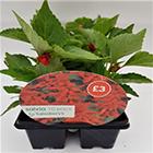 10 Pack Salvia GOODS Sainsburys   