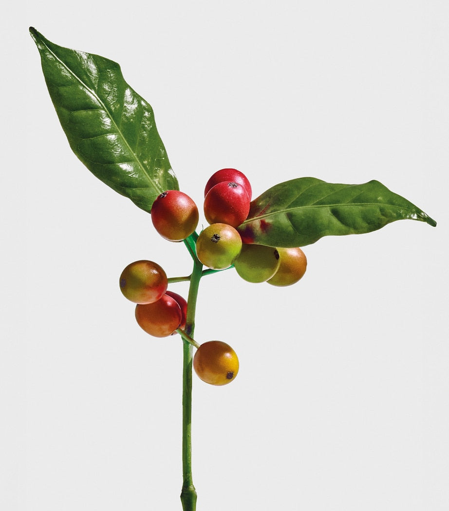 LOEWE Wild Coffee Eau de Parfum 100ml (British brand)