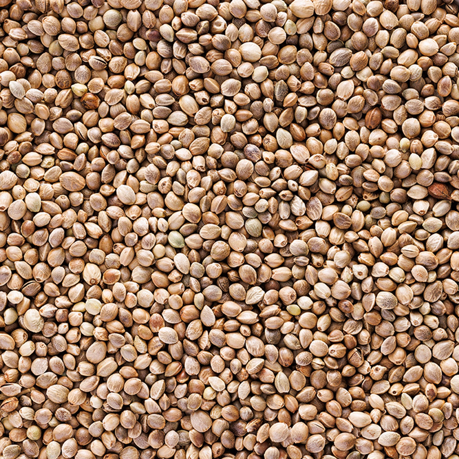 Holland & Barrett Roasted Hemp Seeds 200g, UK version