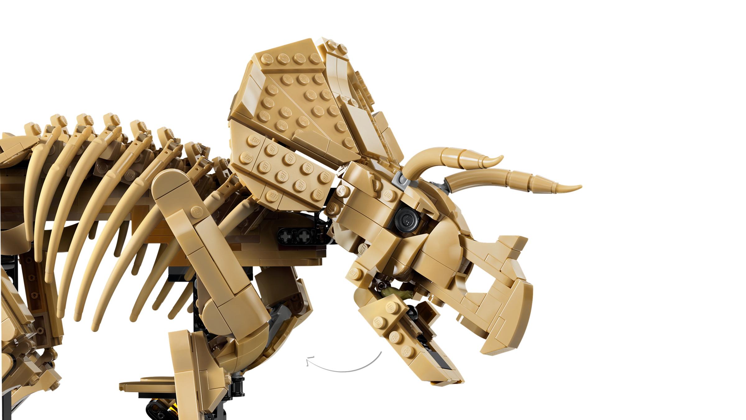 LEGO Triceratops fossil skeleton model, imported from the UK