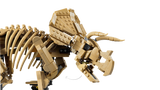 LEGO Triceratops fossil skeleton model, imported from the UK
