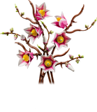 LEGO Magnolia Branches building set 435 pieces - British product