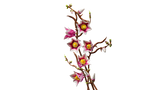 LEGO Magnolia Branches building set 435 pieces - British product