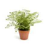 Habitat Maidenhair Fern In Terracotta Pot GOODS Sainsburys   